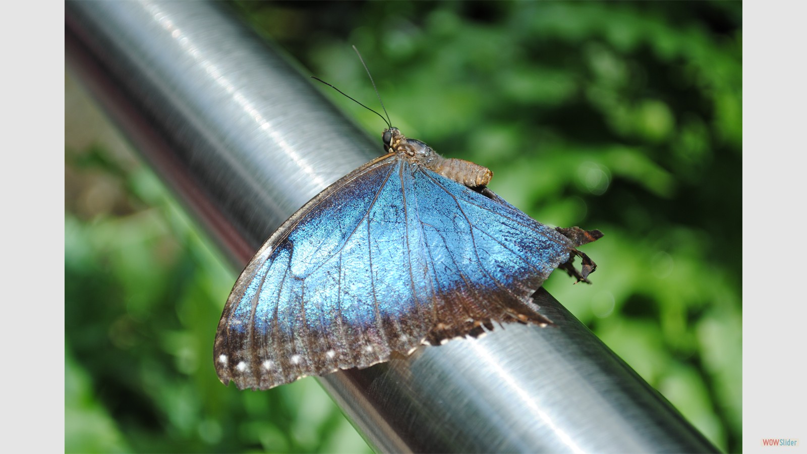 Butterfly on Railing