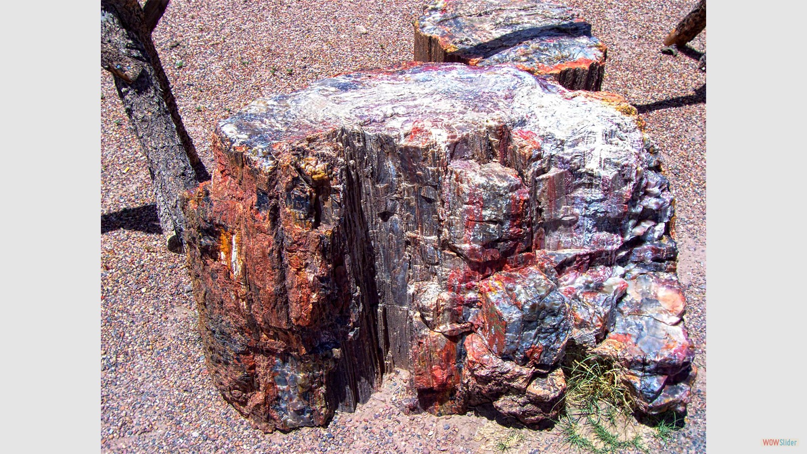 Petrified Tree