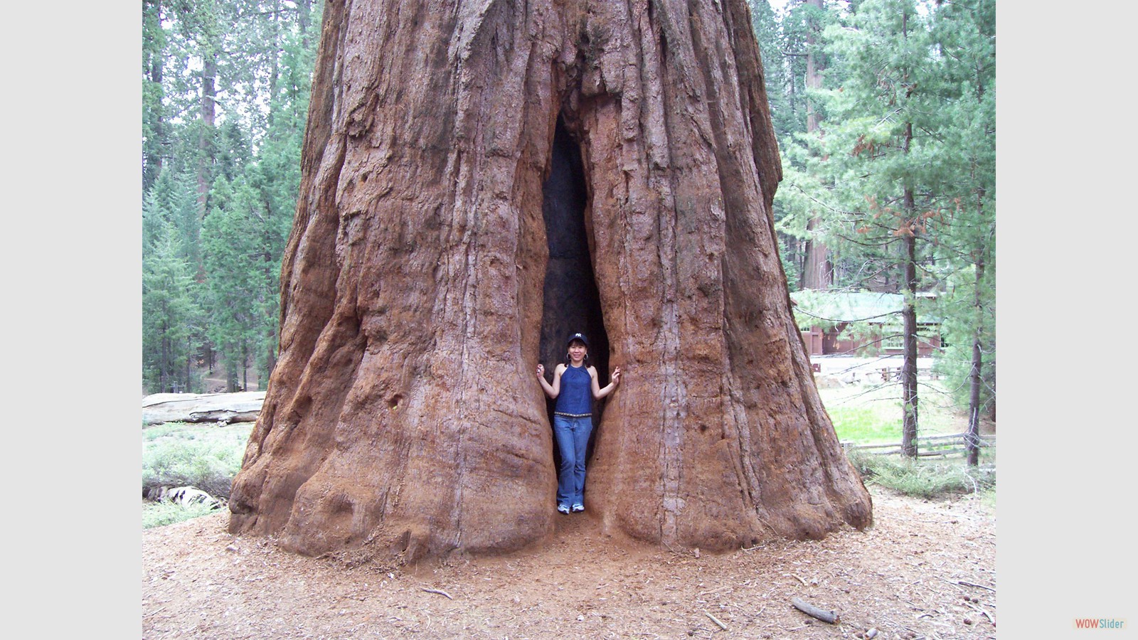 Sequoia National Park, California